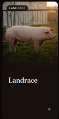 Material Seminal Landrace